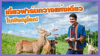 🦌ฟาร์มกวางแห่งเดียวในจ.พิษณุโลก