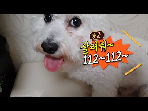 비숑은 <strong>머리발이라</strong>~빗질이 생명이죠~【비숑프리제 숑군과 믹스견 꽁양의 현실남매이야기】