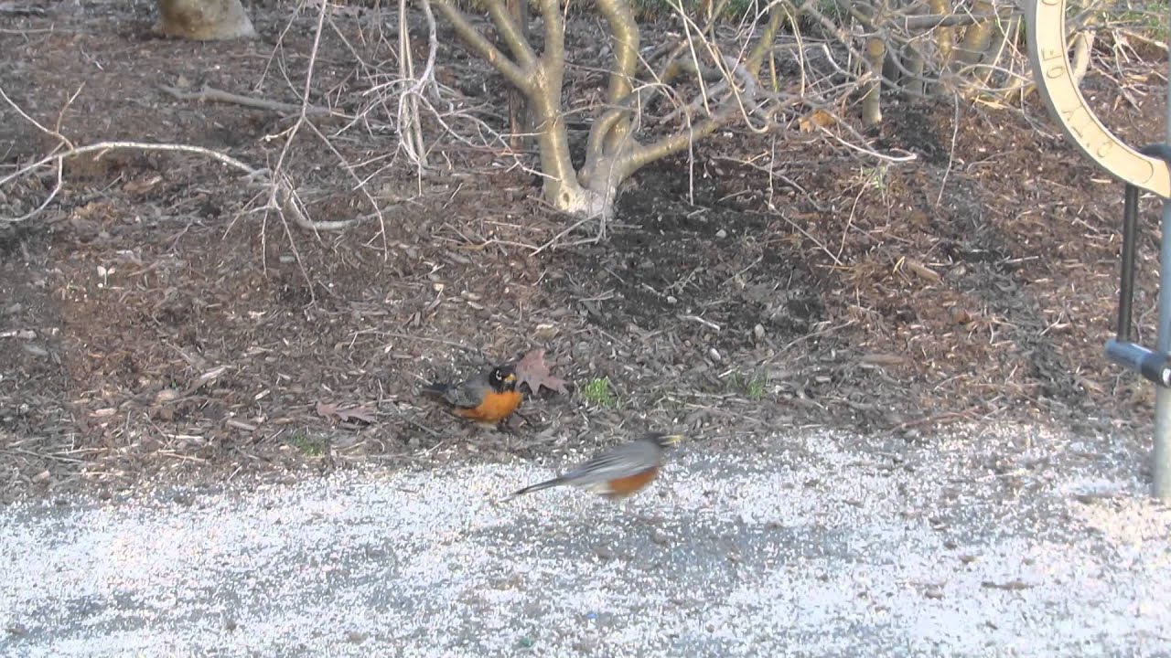 20140402 175 Two Robins Fighting At Kingsley Park Over Territor Food