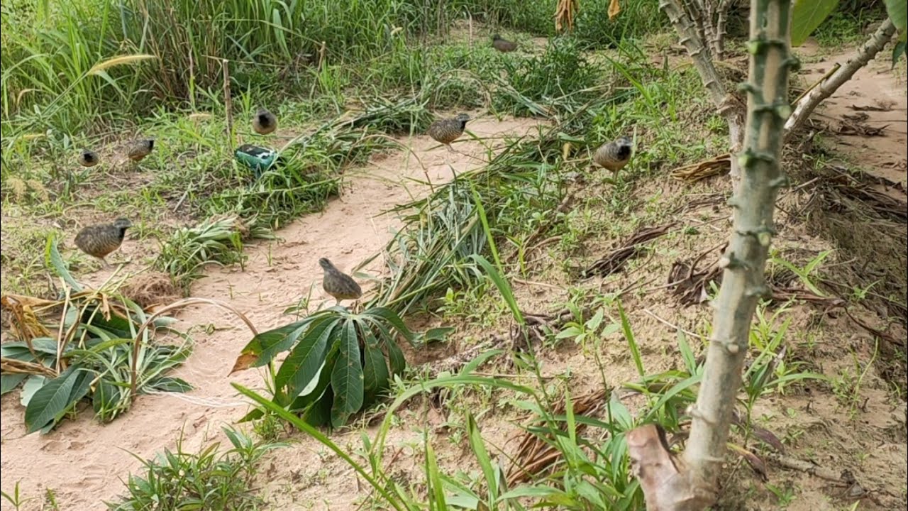 EP.64 วิธีต่อนกคุ้มตามป่า นกป่าดุมาก(เสียงอยู่ใต้คลิป)