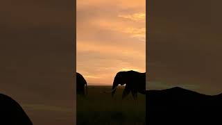 Elephant procession, Masai Mara, Kenya