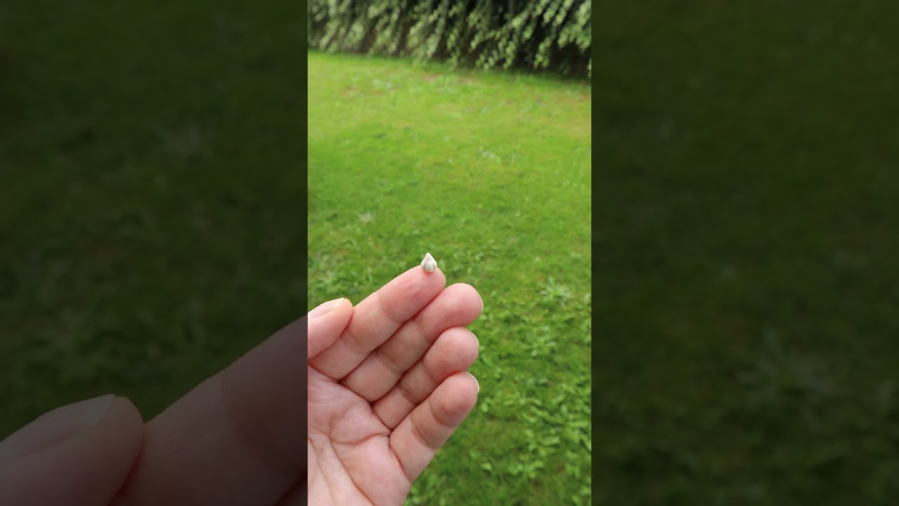 I made a TINY Garlic 