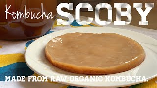 Homemade SCOBY and KOMBUCHA (Warning: First Attempt)