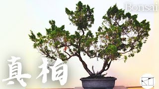 真柏】自然らしさを求めて作ってみました。（Shimpaku）Chinese