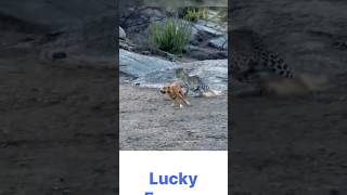 Leopard Attack 🔥