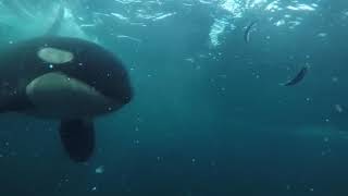 Orca eating herring