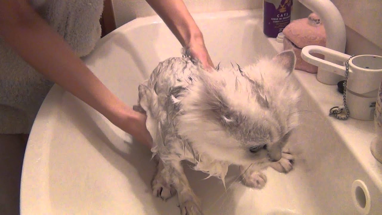 ペルシャ猫クライフ君の入浴の巻