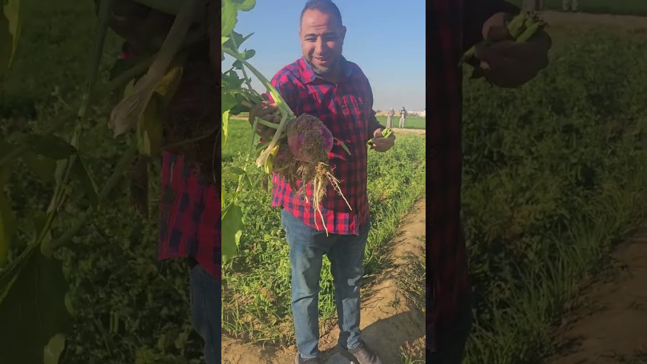 قصه نجاح محمود بيقول وثلاجه ارضنا بصل وثوم وخص وفول وكرات  01008791285 شركةالفلاح  الفرافره