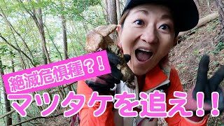 絶滅危惧種マツタケを追え！