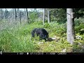 Black Bear Sniffing Around