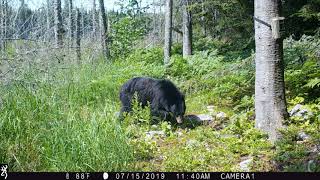 Black Bear Sniffing Around