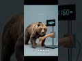 Which Animal Can Sever a Human Leg in One Bite? #shorts