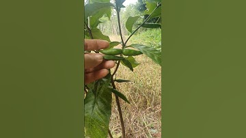 Cây sừng trâu #câythuốcquý #cây #thucvat #thiennhientuoidep #xuhuongyoutube