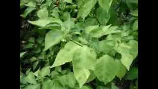 Growing The Deadly Hot Trinidad 7 Pot Pepper From Sprout To Harvest