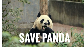 Why should we save the giant panda