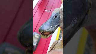 Indian Runner Duck Hen