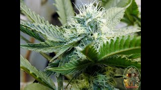 Sea Of Green Grow Journal Day 28