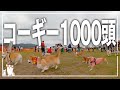 【秋のパン祭り】コーギーが1000頭集まるとドッグランは体当たり祭り!体当たりされすぎて飼い主を見失うコーギー【コーギーフェスティバル2022】