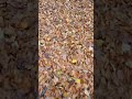 Făget, Cluj/ november day