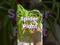 5 Easy Plants to Grow in Water — Perfect for Beginners! Mp3 Song