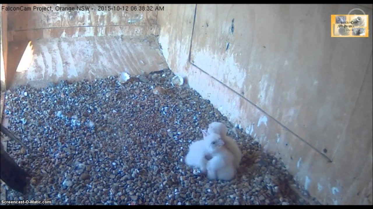 Falcon Cam Project, Orange NSW, 12.10.2015, 635. Good morning. YouTube