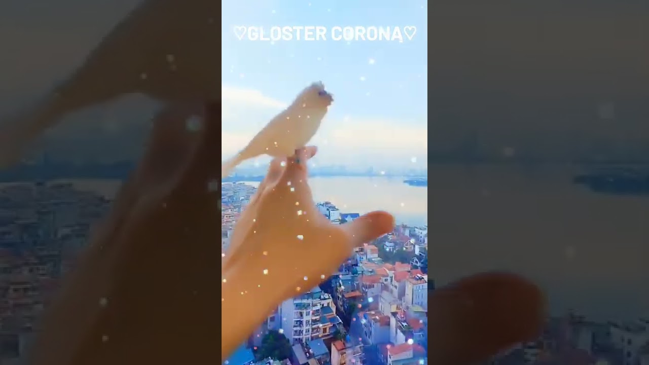 ♡Gloster Corona♡