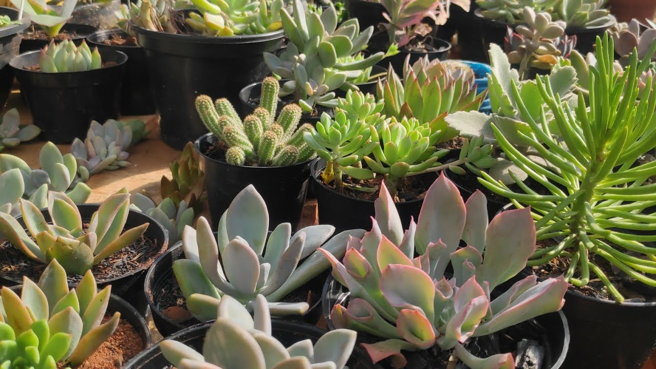 Dia de colheita de mudas😍🥰