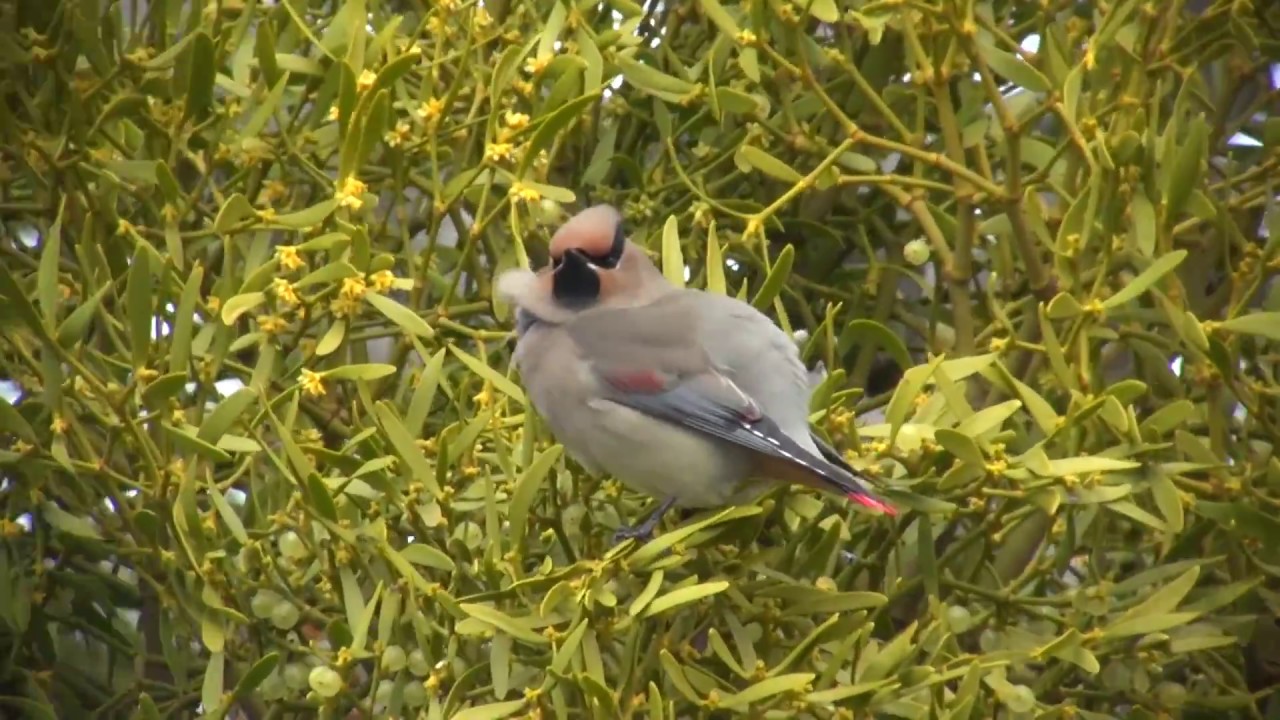 ヒレンジャク 3 冬鳥 埼玉県 彩湖 Japanese Waxwing Wild Bird 野鳥 動画図鑑 Youtube