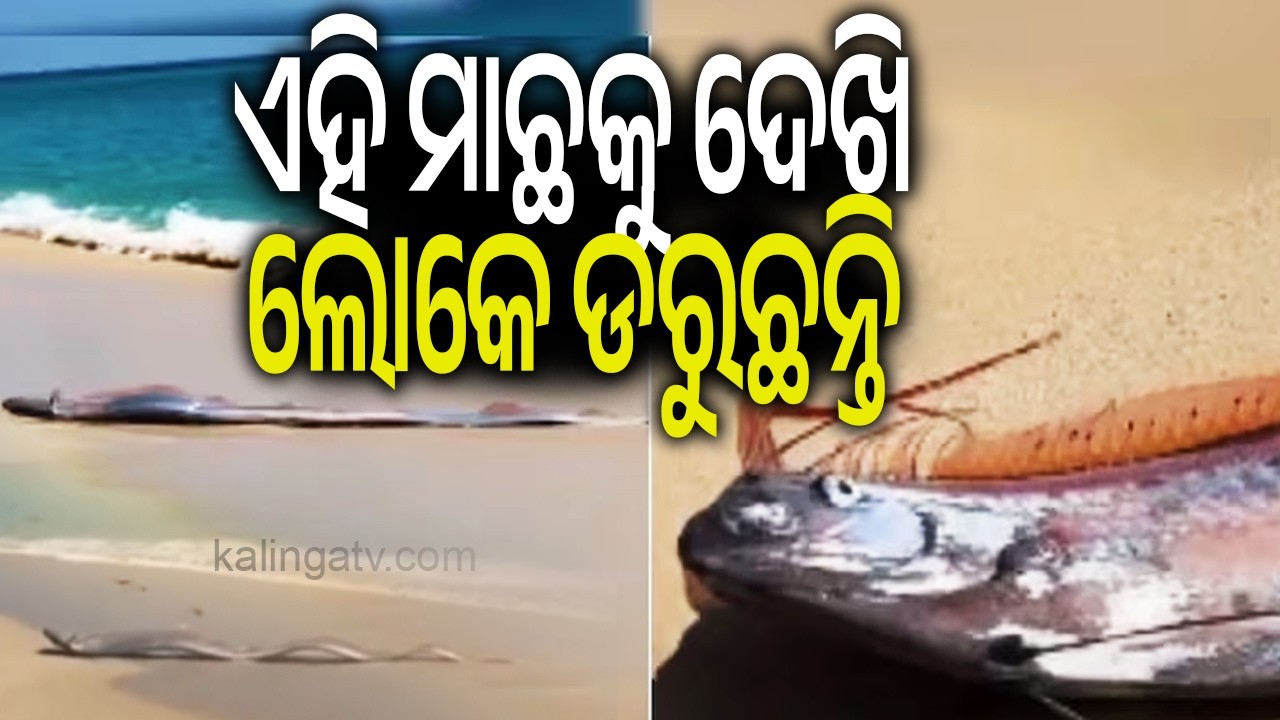 Rare 'Doomsday Fish' Sighting in Mexico: Mythical Oarfish Sparks Disaster Fears as Video Goes Viral