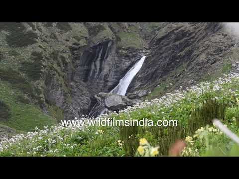 High-altitude meadows of Uttarakhand | Alpine flowers, waterfall, snow peaks and grazing buffalo