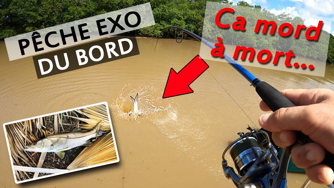 MEILLEUR SPOT de PÊCHE du BORD ??? PECHE EXO : TARPONS, SNOOKS, BARRACUDAS au leurre en MARTINIQUE.