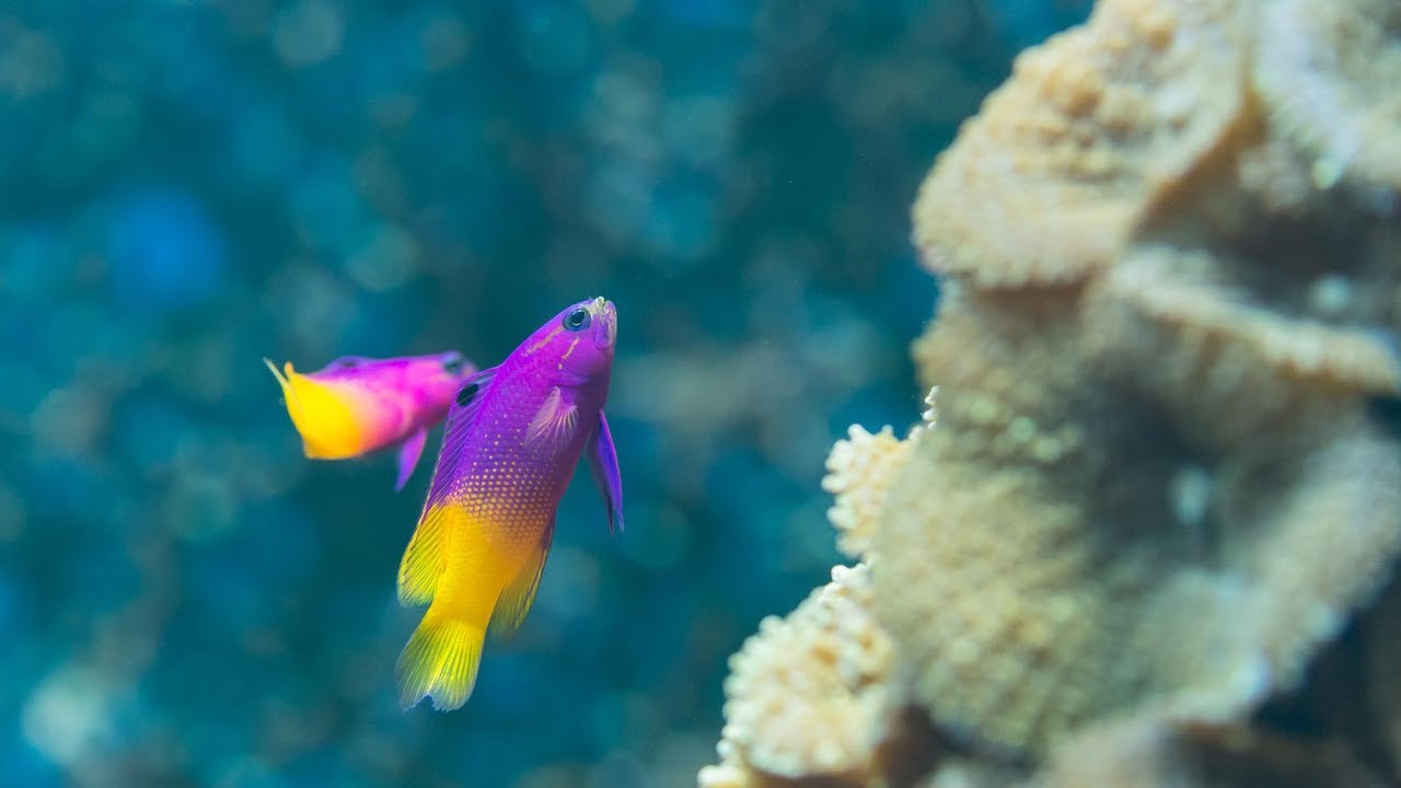 Океанариум в Базеле