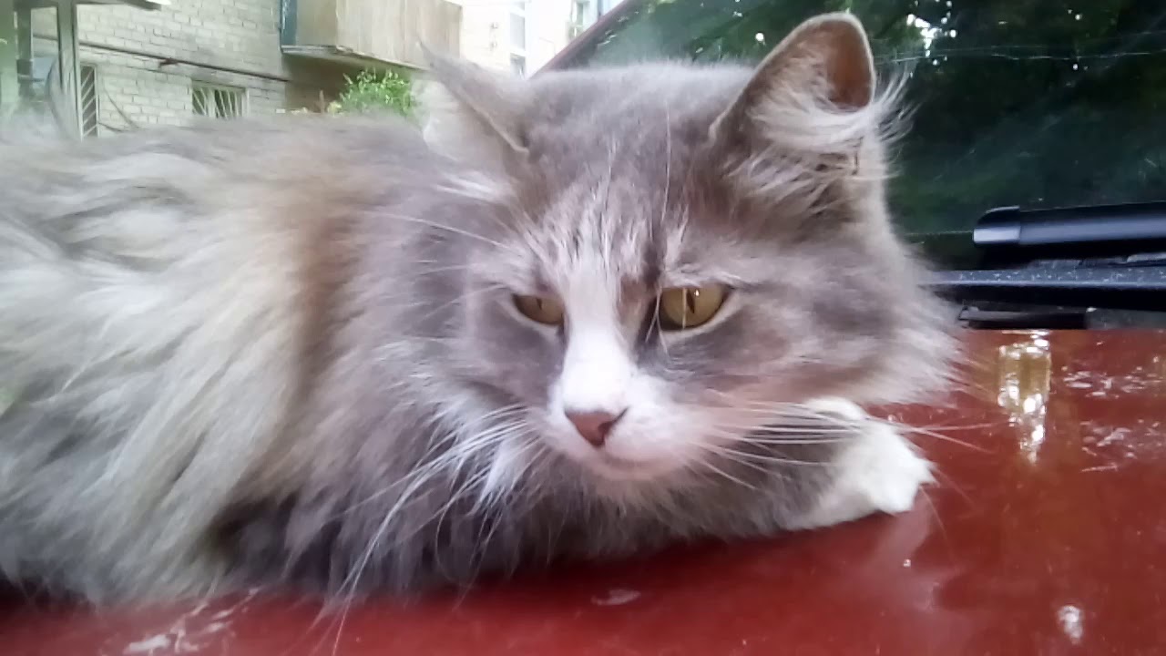 Кот на красной машине