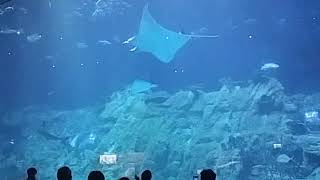 Hong kong ocean park 4 20180731 海洋館