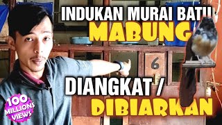 Tips Rawatan indukan Burung MURAI BATU MABUNG