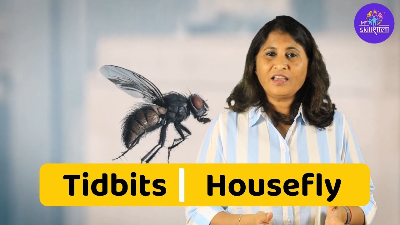 How do houseflies spread diseases A video about increase in diseases