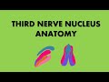 THIRD NERVE NUCLEUS ANATOMY
