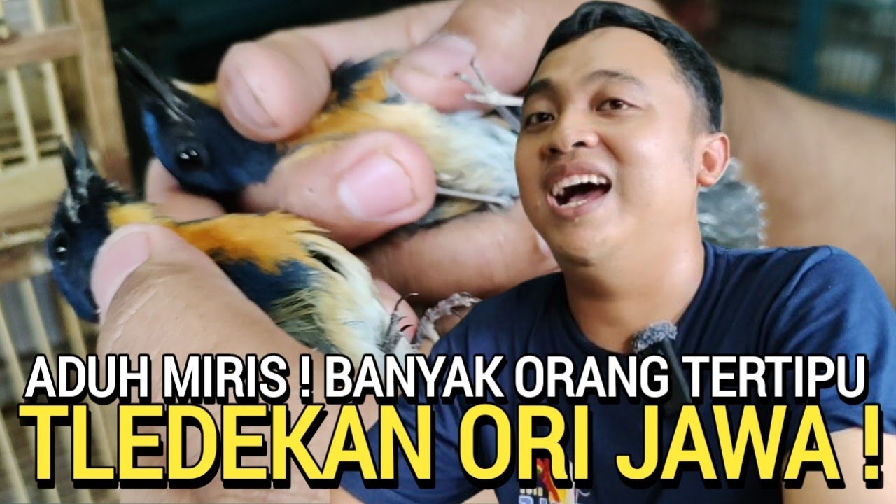 NAH LOH ! PASTI SUDAH BANYAK YANG TERTIPU BELI TLEDEKAN GUNUNG JAWA ORI DI PASAR BURUNG PRAMUKA