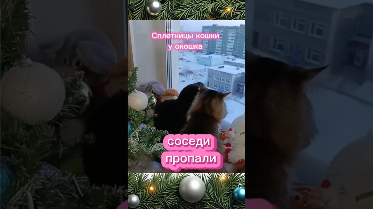 Сплетницы кошки у окошка 🤣 