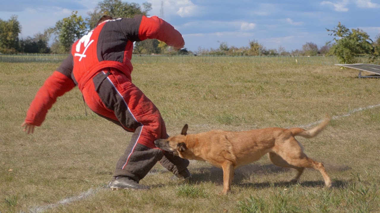 Laurie & Kaos - French Ring 3 @ Canada Cup 2023