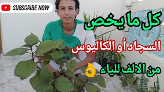 كيفيه العنايه أو الرعاية بنبات السجاد أو الكاليوس من الالف للياء ?( رى وتسميد وزراعه وتعقيل واكثار )