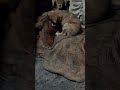 cute dog's puppy 🐶