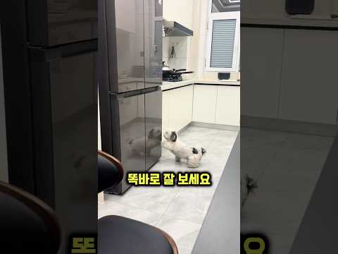 댕댕이가 자신의 앞발로 냉장고를 긁고 있는 이유 thumbnail