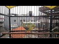 Cipow Sirtu Full Variasi Isian Suara Kacer Ngetir Mp3 - Mp4 Download