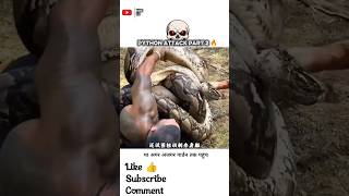 अजगर ने सीने तक जकड़ लिया 😨|Python Attack Real Story Part 2#PythonAttack#SnakeAttack #WildlifeShorts