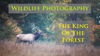 Wildlife Photography - The King of the Forest