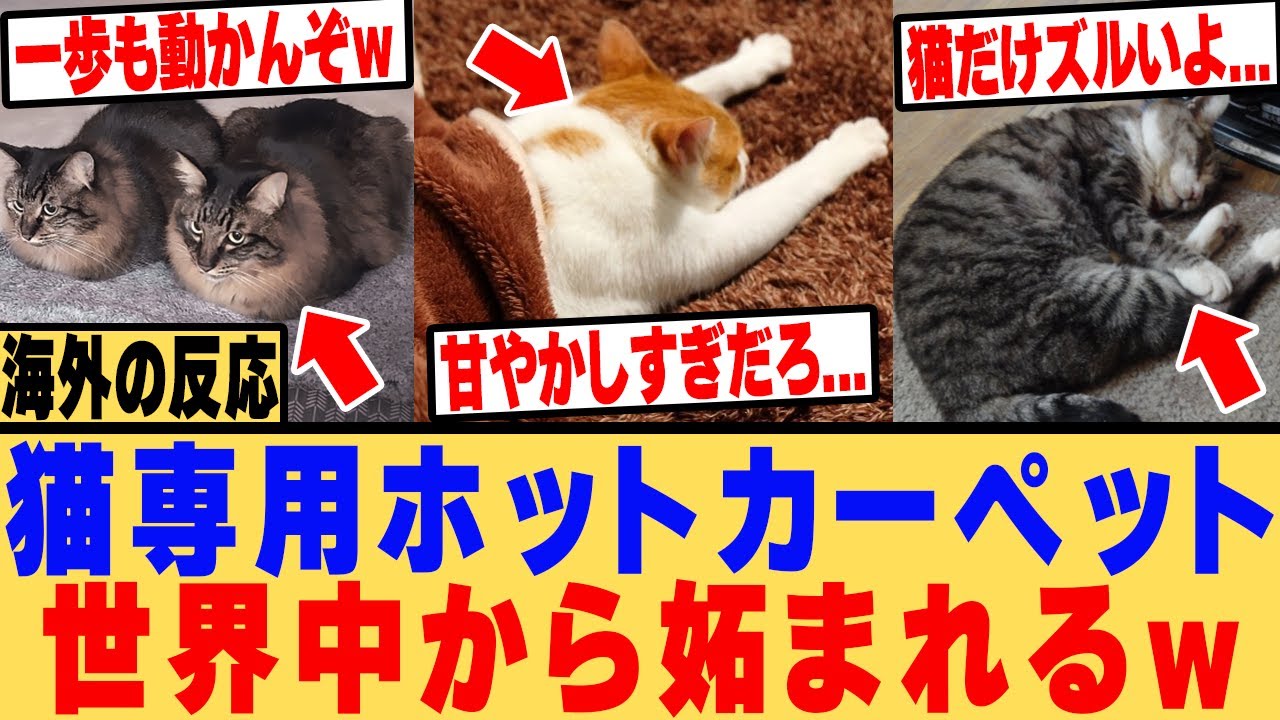 【海外の反応】「日本の猫だけ羨ましい！」猫専用ホットカーペットで爆睡する動画に世界中が嫉妬で狂うwww