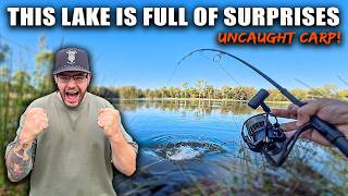 Carp Fishing a Park Lake For RARE Carp!