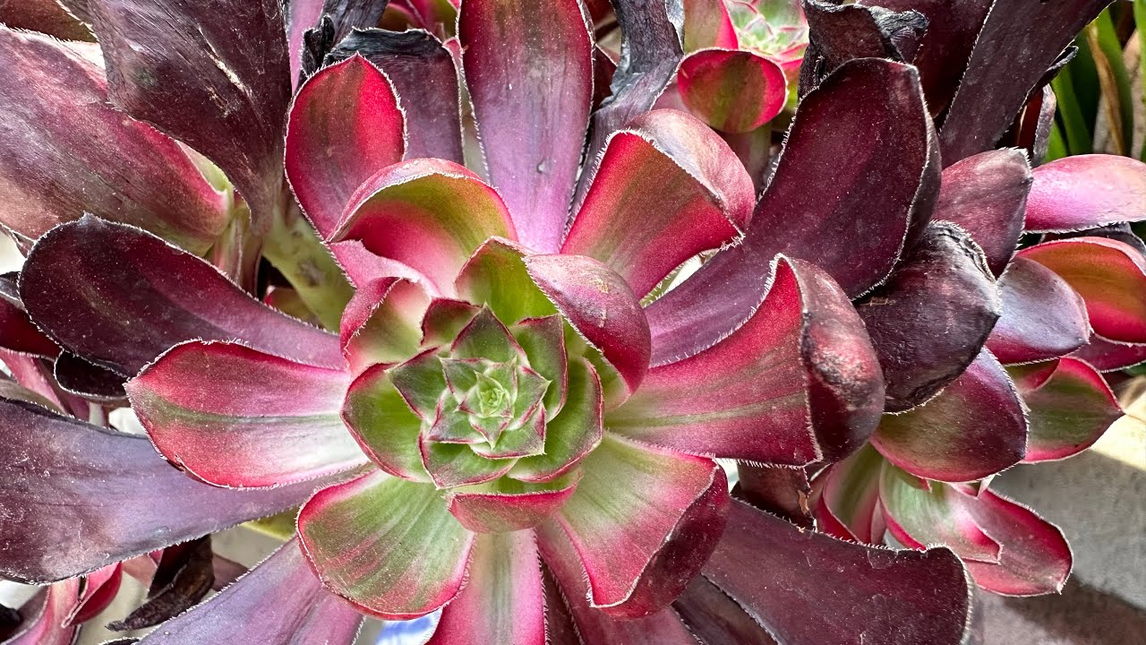 Sưu Tầm Thêm Cây Aeonium Cho Vườn Bạch Hương # Collect More Aeonium For BachHuong Garden.