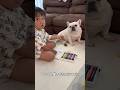 子供嫌いな犬に少し意地悪を言ってしまった3歳児… #shorts #保護犬 #フレンチブルドッグ